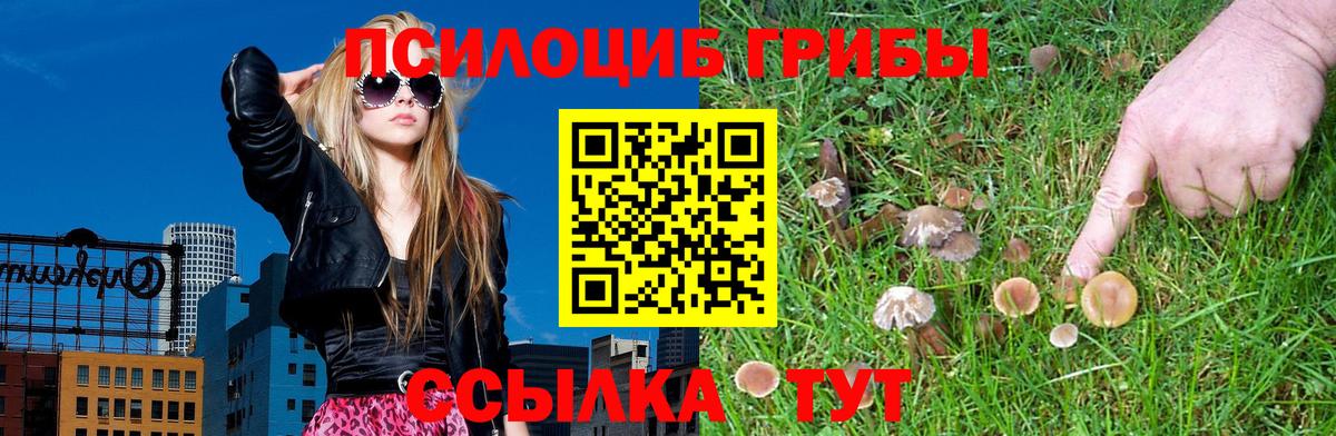 Галлюциногенные грибы Psilocybine cubensis Чита
